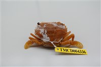 藏品(梭子蟹)的圖片